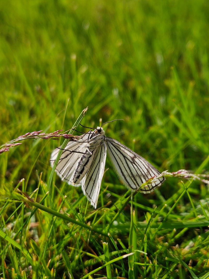Citronfjäril hänger från grässtrå