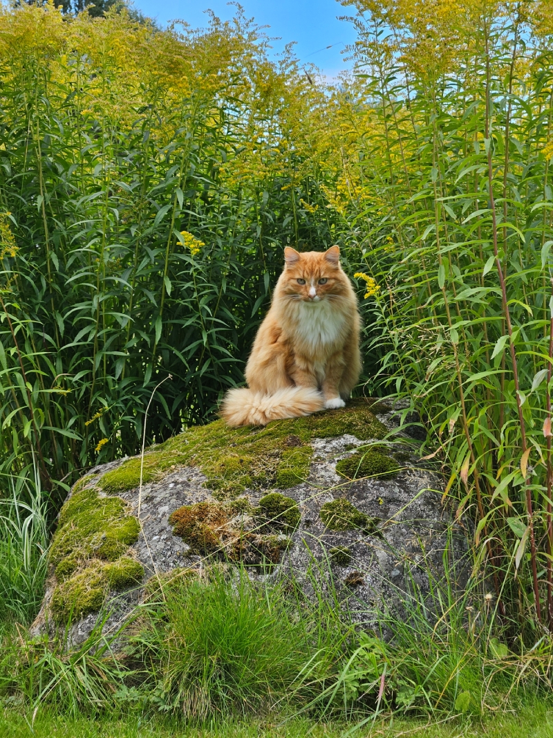 Katt sitter på sten omringad av högt gräs